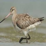 image of bird