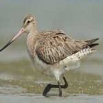 image of bar_tailed_godwit #6