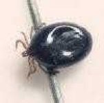 image of tick