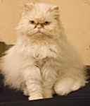 image of animal