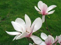 image of flower