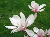 image of magnolia #23