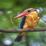 image of bird