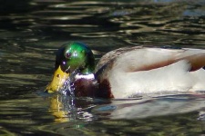 image of drake