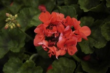 image of geranium #33
