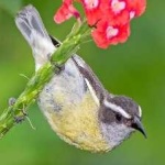 image of bird