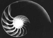 image of nautilus