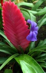image of flower