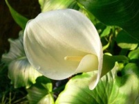 image of giant_white_arum_lily #53