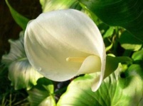 image of flower