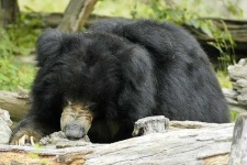 image of sloth_bear #9