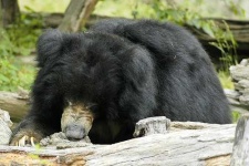 image of sloth_bear