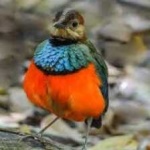 image of red_bellied_pitta #1