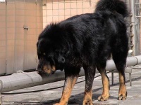 image of tibetan_mastiff
