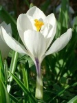 image of flower