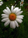 image of flower