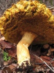 image of bolete
