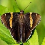 image of banded_butterfly #135