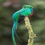 image of bird