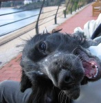 image of cocker_spaniel
