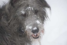 image of scottish_deerhound #2