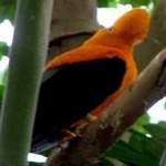 image of bird