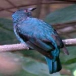 image of bird