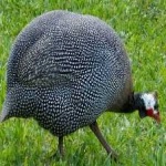 image of bird