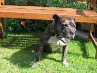 image of american_staffordshire_terrier