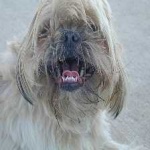 image of animal