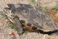 image of terrapin