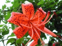 image of flower