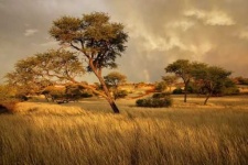image of savanna