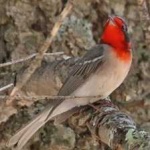 image of bird