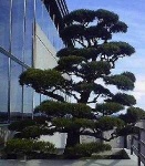 image of tree