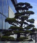 image of bonsai #33