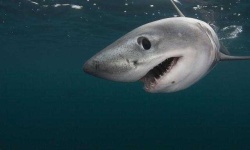 image of animal