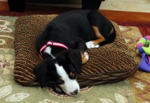 image of greater_swiss_mountain_dog