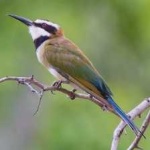 image of white_throated_bee_eater