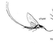 image of mayfly