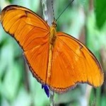 image of animal