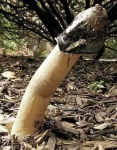 image of stinkhorn #26