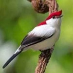 image of bird
