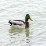 image of teal_duck #25