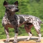 image of animal