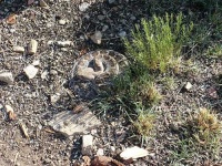 image of diamondback