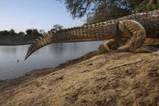 image of african_crocodile