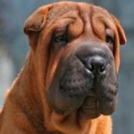 image of shar_pei #30