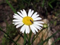 image of flower