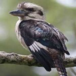 image of bird